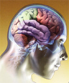cerebro.jpg