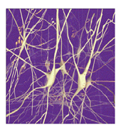 neuronas.jpg
