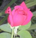 rosa.jpg