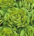 lechuga.jpg