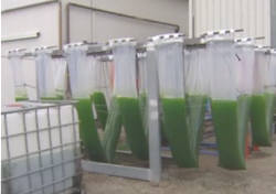 biodiesel