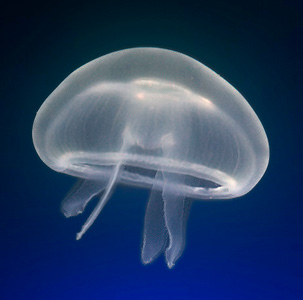 riesgos del verano: medusas