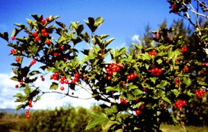 cranberry cranberry