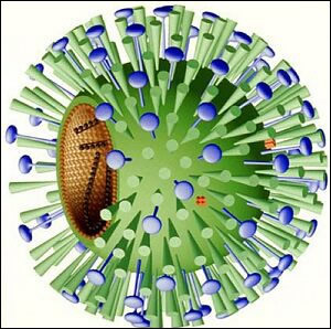 Influenzavirus A