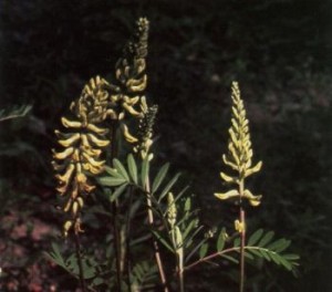 Huan qi (Astragalus menbranaceus). 