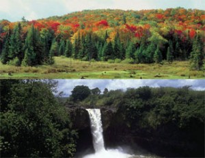 bosques-tropicales1 bosques-tropicales1