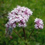 valeriana