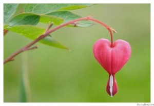 arbol_del_amor_1