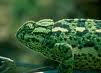 aaa-camaleon